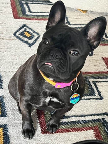 Flawless frenchies best sale