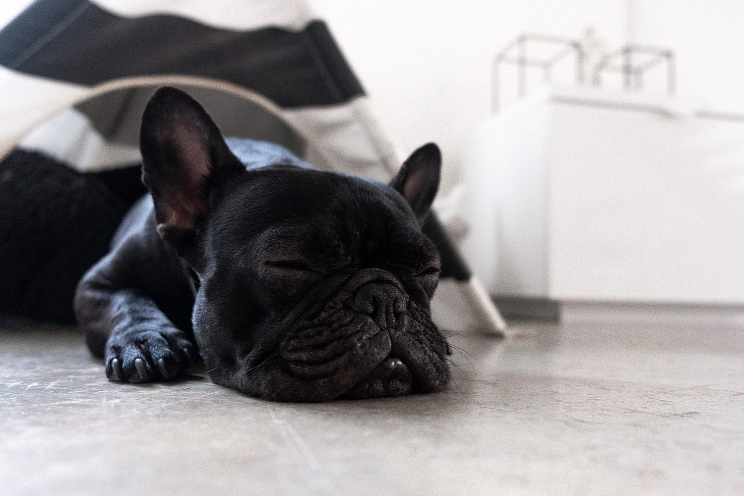 black-french-bulldog-sleeping